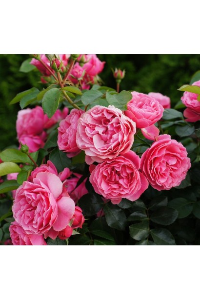 Троянда флорібунда Леонардо да Вінчі купити